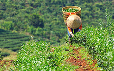 非洲疫情对花卉和茶叶有影响吗？_非洲物流_上海旭洲